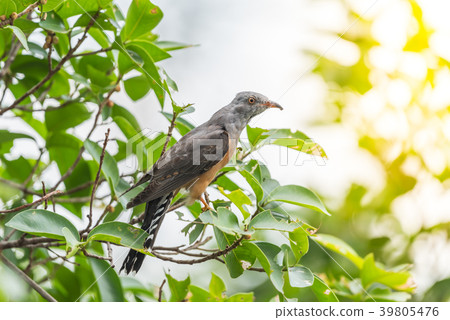 Bird (Plaintive Cuckoo) in a nature wild 39805476