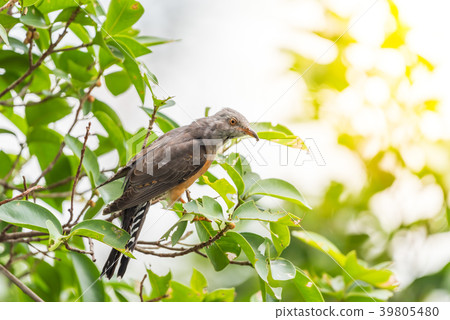 Bird (Plaintive Cuckoo) in a nature wild Bird (Plaintive Cuckoo) in a nature wild 39805480