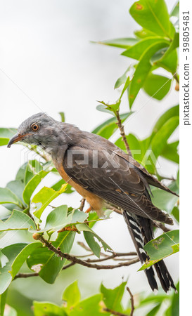 Bird (Plaintive Cuckoo) in a nature wild 39805481