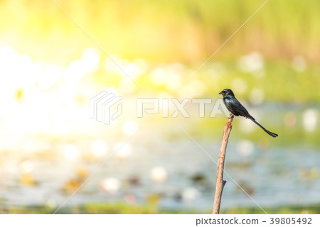 Bird (Black Drongo) on tree in nature wild Bird (Black Drongo) on tree in nature wild 39805492
