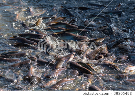 Crowd of freshwater fish scramble food in river Crowd of freshwater fish scramble food in river 39805498