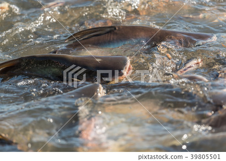 Crowd of freshwater fish scramble food in river Crowd of freshwater fish scramble food in river 39805501