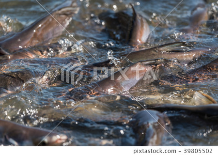 Crowd of freshwater fish scramble food in river 39805502