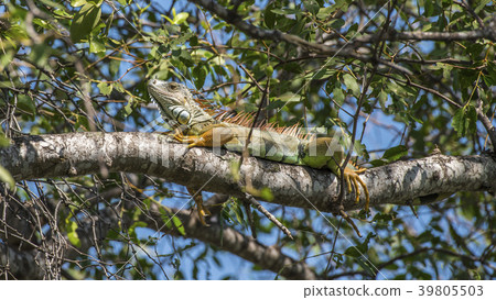 Iguana is a genus of herbivorous lizards Iguana is a genus of herbivorous lizards 39805503