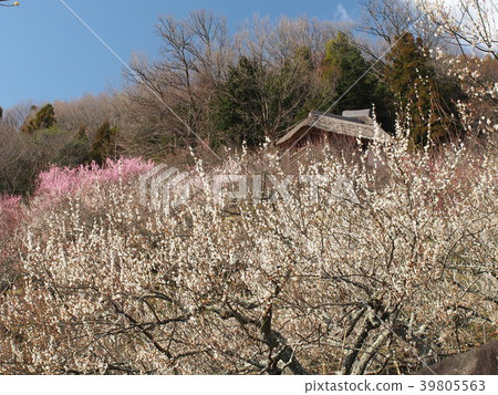 Tsukuba Bairin 39805563