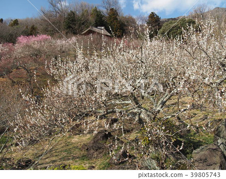 筑波巴林 39805743