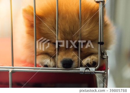 Puppy pomeranian breed in cage dog with sadness Puppy pomeranian breed in cage dog with sadness 39805788