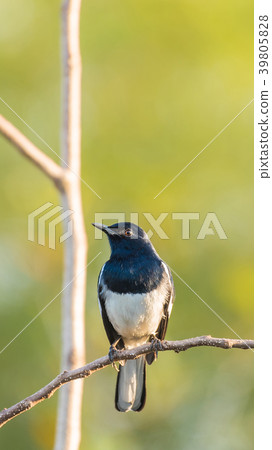 Bird (Oriental magpie-robin) in a nature wild 39805828
