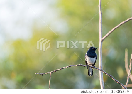 Bird (Oriental magpie-robin) in a nature wild Bird (Oriental magpie-robin) in a nature wild 39805829