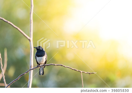 Bird (Oriental magpie-robin) in a nature wild Bird (Oriental magpie-robin) in a nature wild 39805830