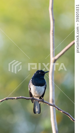 Bird (Oriental magpie-robin) in a nature wild Bird (Oriental magpie-robin) in a nature wild 39805831