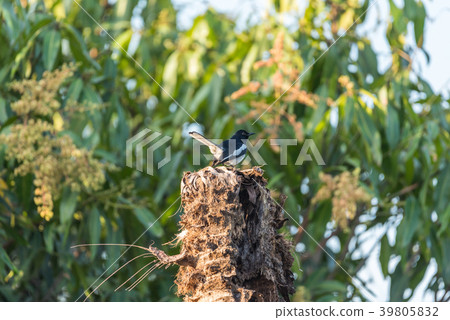 Bird (Oriental magpie-robin) in a nature wild Bird (Oriental magpie-robin) in a nature wild 39805832