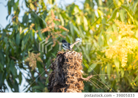 Bird (Oriental magpie-robin) in a nature wild 39805833