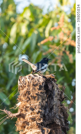 Bird (Oriental magpie-robin) in a nature wild Bird (Oriental magpie-robin) in a nature wild 39805834