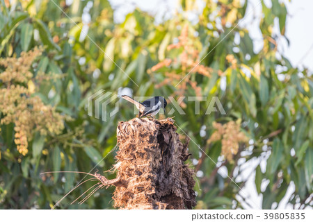 Bird (Oriental magpie-robin) in a nature wild Bird (Oriental magpie-robin) in a nature wild 39805835