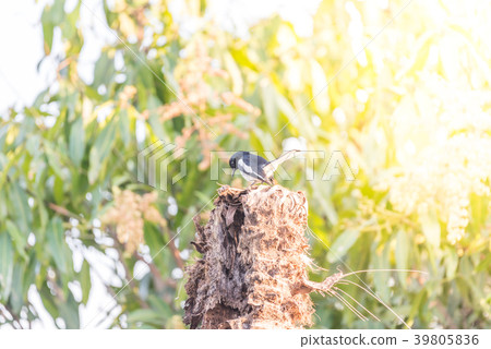 Bird (Oriental magpie-robin) in a nature wild Bird (Oriental magpie-robin) in a nature wild 39805836