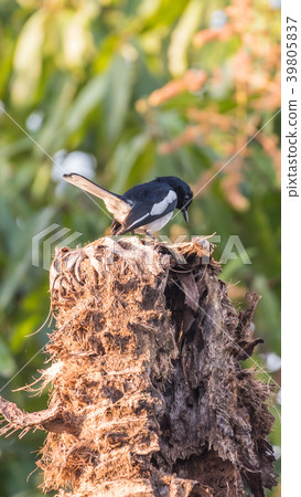 Bird (Oriental magpie-robin) in a nature wild Bird (Oriental magpie-robin) in a nature wild 39805837