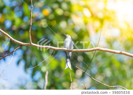 Bird (Ashy Drongo) on tree in nature wild Bird (Ashy Drongo) on tree in nature wild 39805838