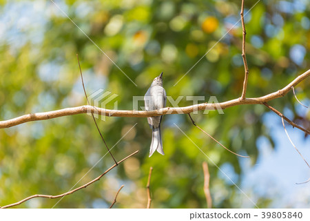 Bird (Ashy Drongo) on tree in nature wild 39805840