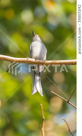 Bird (Ashy Drongo) on tree in nature wild 39805842