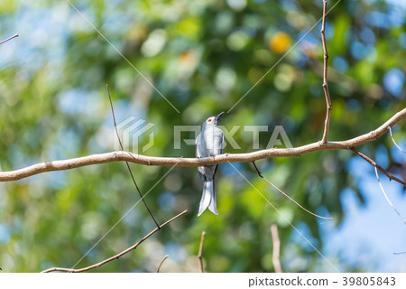 Bird (Ashy Drongo) on tree in nature wild Bird (Ashy Drongo) on tree in nature wild 39805843