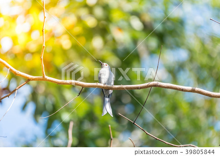 Bird (Ashy Drongo) on tree in nature wild Bird (Ashy Drongo) on tree in nature wild 39805844