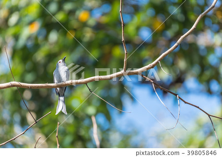 Bird (Ashy Drongo) on tree in nature wild Bird (Ashy Drongo) on tree in nature wild 39805846