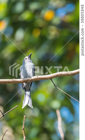 Bird (Ashy Drongo) on tree in nature wild Bird (Ashy Drongo) on tree in nature wild 39805848