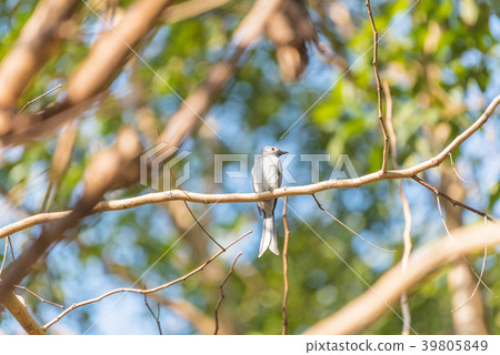 Bird (Ashy Drongo) on tree in nature wild Bird (Ashy Drongo) on tree in nature wild 39805849