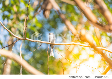 Bird (Ashy Drongo) on tree in nature wild Bird (Ashy Drongo) on tree in nature wild 39805850