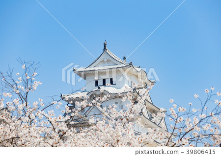 Cherry blossoms, blue sky and Himeji castle 39806415