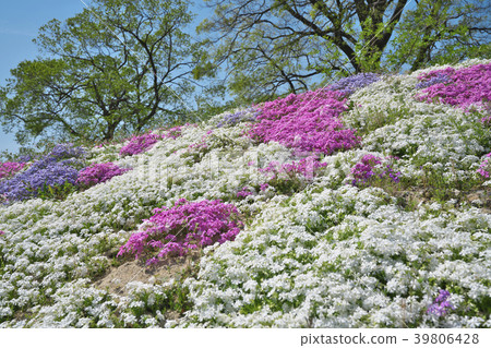 薄荷櫻桃樹 39806428