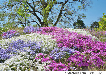 Moss phlox Moss phlox 39806429