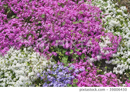 Moss phlox Moss phlox 39806430