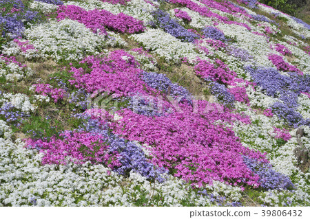 Moss phlox  39806432