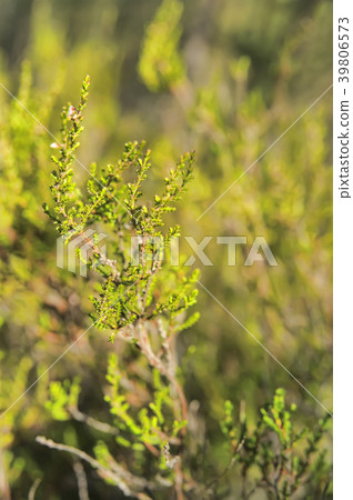 Heathers in forest 39806573
