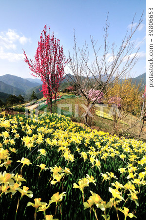 Fruitless settlement 39806653