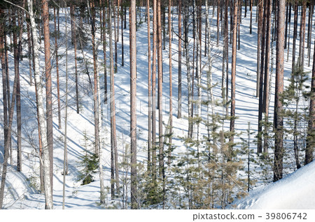 trunks of pines and shadows on a sunny day trunks of pines and shadows on a sunny day 39806742