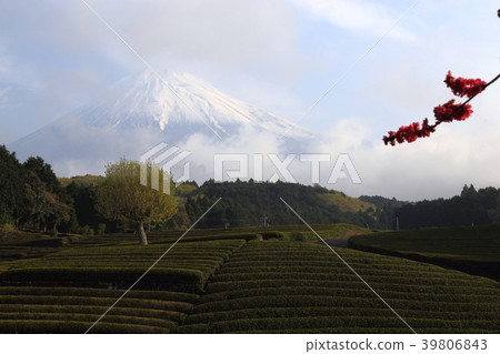 Mt. Fuji and tea plantation (Fuji City, Shizuoka Prefecture) Mt. Fuji and tea plantation (Fuji City, Shizuoka Prefecture) 39806843