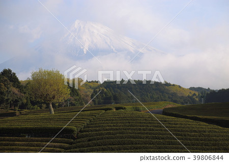 Mt. Fuji and tea plantation (Fuji City, Shizuoka Prefecture) Mt. Fuji and tea plantation (Fuji City, Shizuoka Prefecture) 39806844