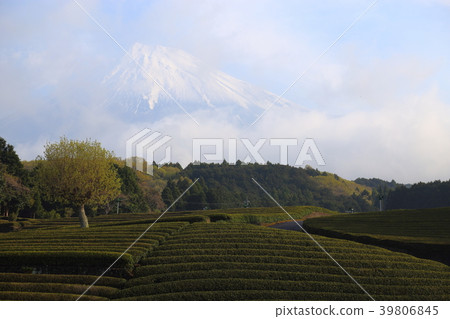 Mt. Fuji and tea plantation (Fuji City, Shizuoka Prefecture) Mt. Fuji and tea plantation (Fuji City, Shizuoka Prefecture) 39806845