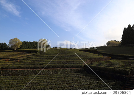 Mt. Fuji and tea plantation (Fuji City, Shizuoka Prefecture) Mt. Fuji and tea plantation (Fuji City, Shizuoka Prefecture) 39806864
