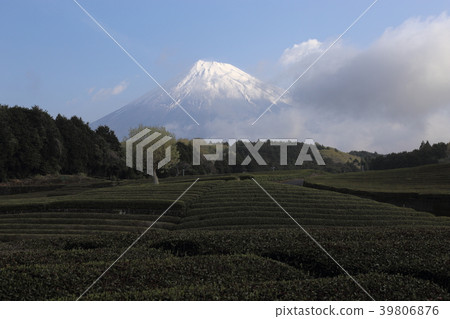 Mt. Fuji and tea plantation (Fuji City, Shizuoka Prefecture) 39806876