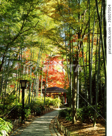 Shuzenji Hot Spring Bamboo forest small diameter Shuzenji Hot Spring Bamboo forest small diameter 39807004