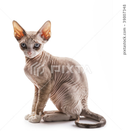 Kitten Devon rex on white background 39807348