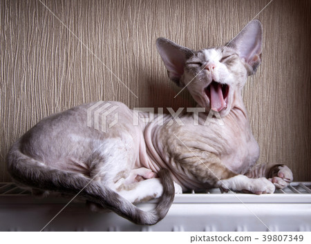 Yawning kitten Yawning kitten 39807349