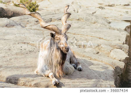 marchur with long screw horns lies on a rocks. 39807434