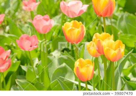 Tulip field 39807470