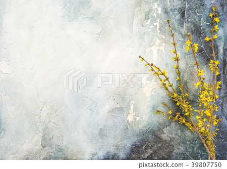 Forsythia blossoming twigs Spring flowers wall  39807750