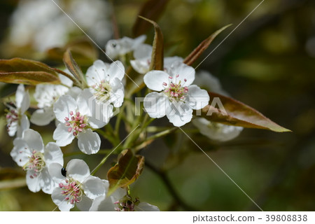 Yamanashi's flower 39808838